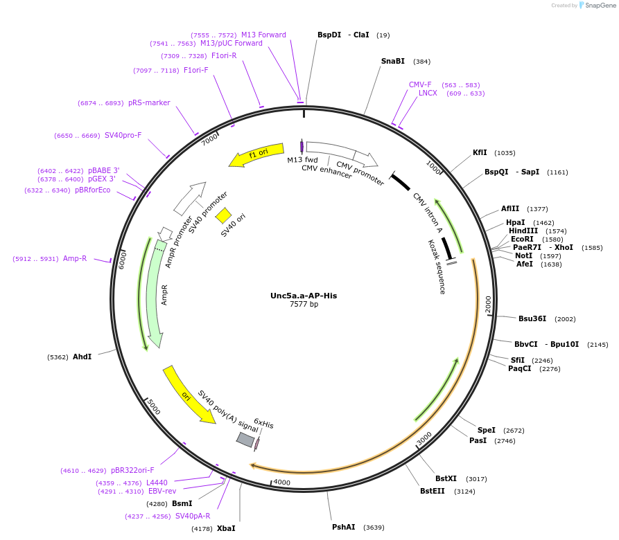 72050-plasmid-map-sequence-id-131236