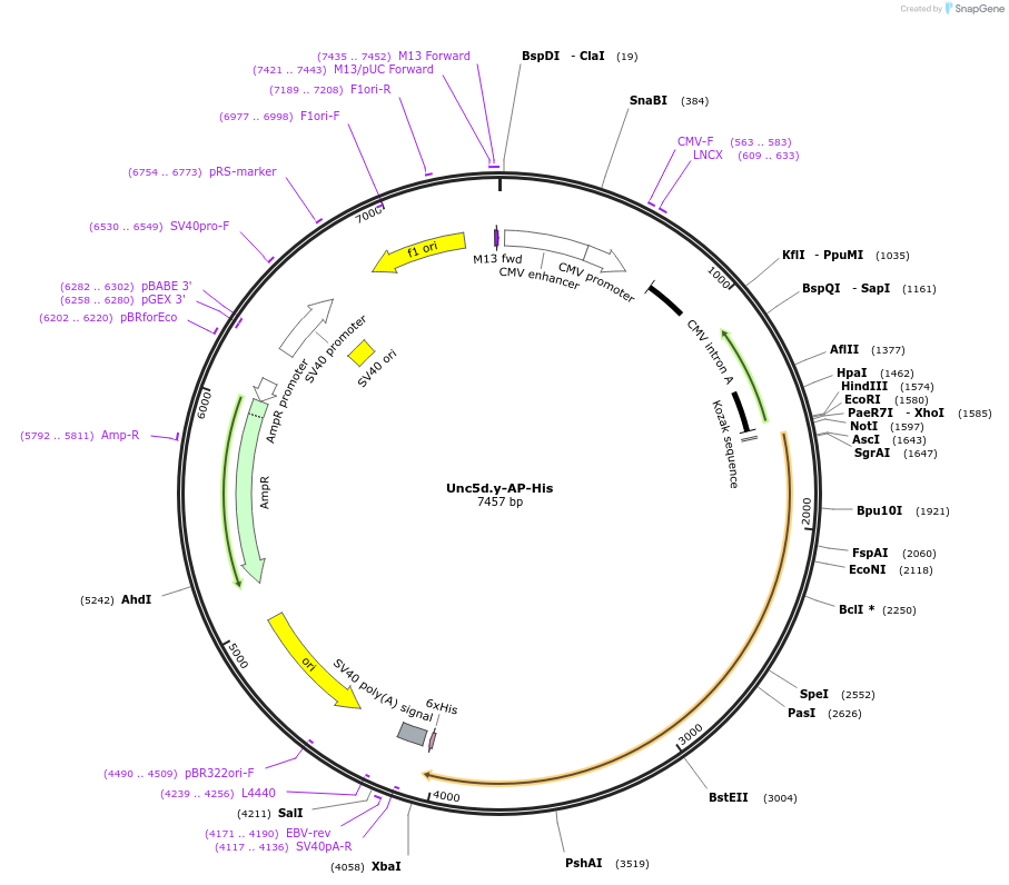 72058-plasmid-map-sequence-id-131244