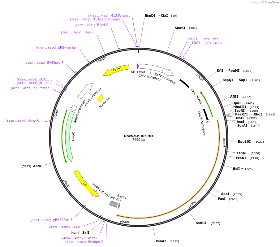 72059-plasmid-map-sequence-id-131245
