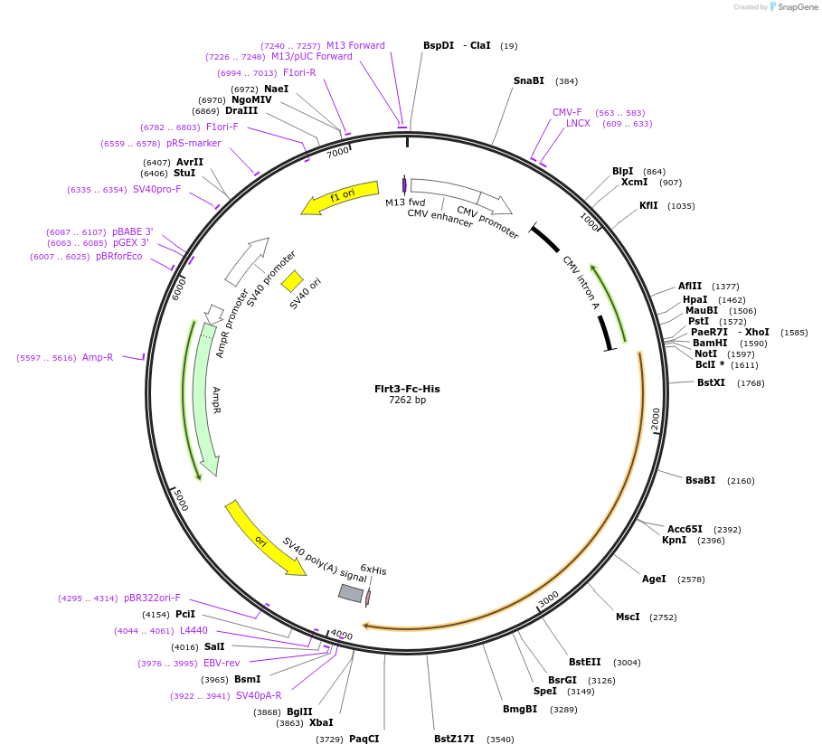 72075-plasmid-map-sequence-id-131261