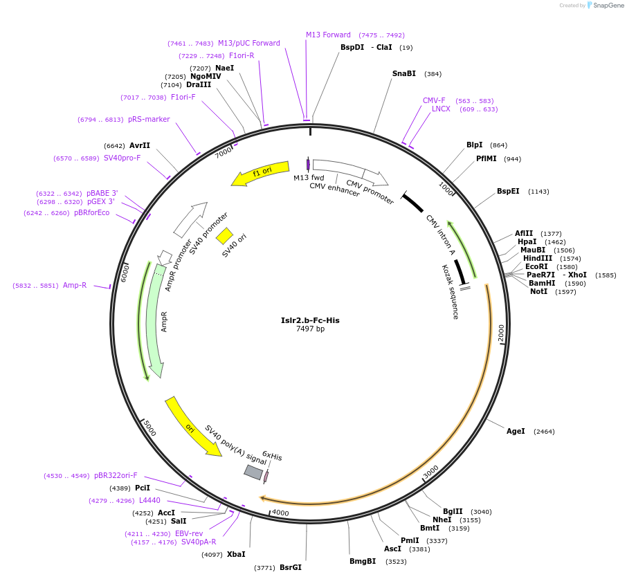72077-plasmid-map-sequence-id-131263