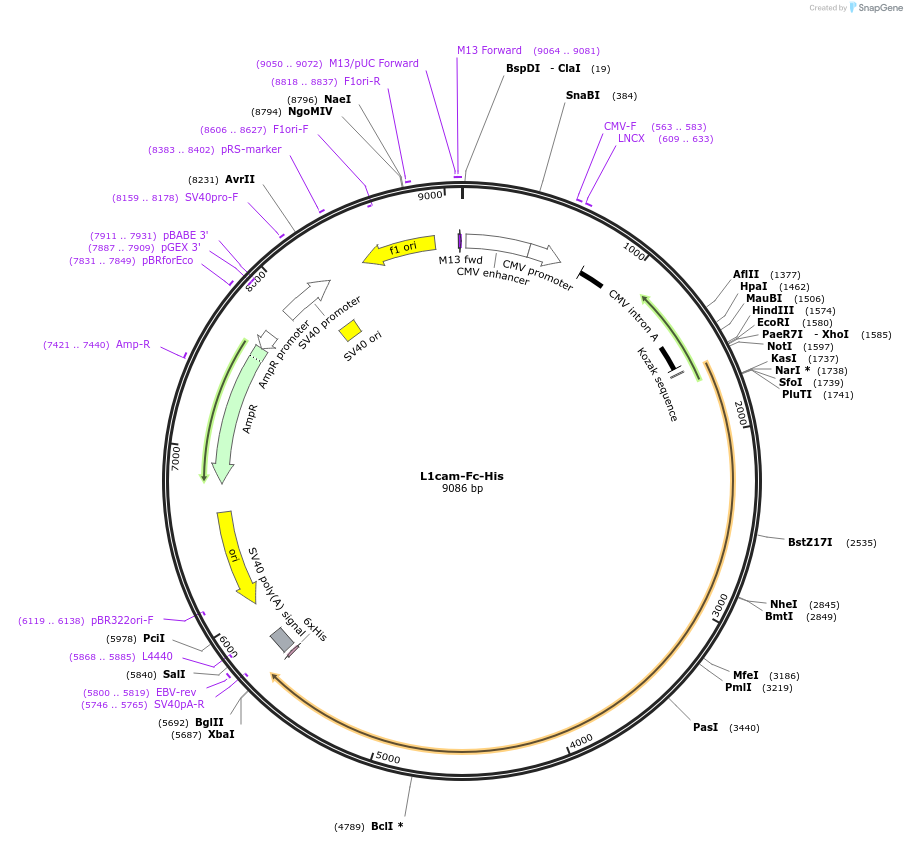 72083-plasmid-map-sequence-id-131269