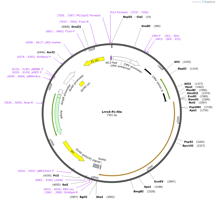 72084-plasmid-map-sequence-id-131270