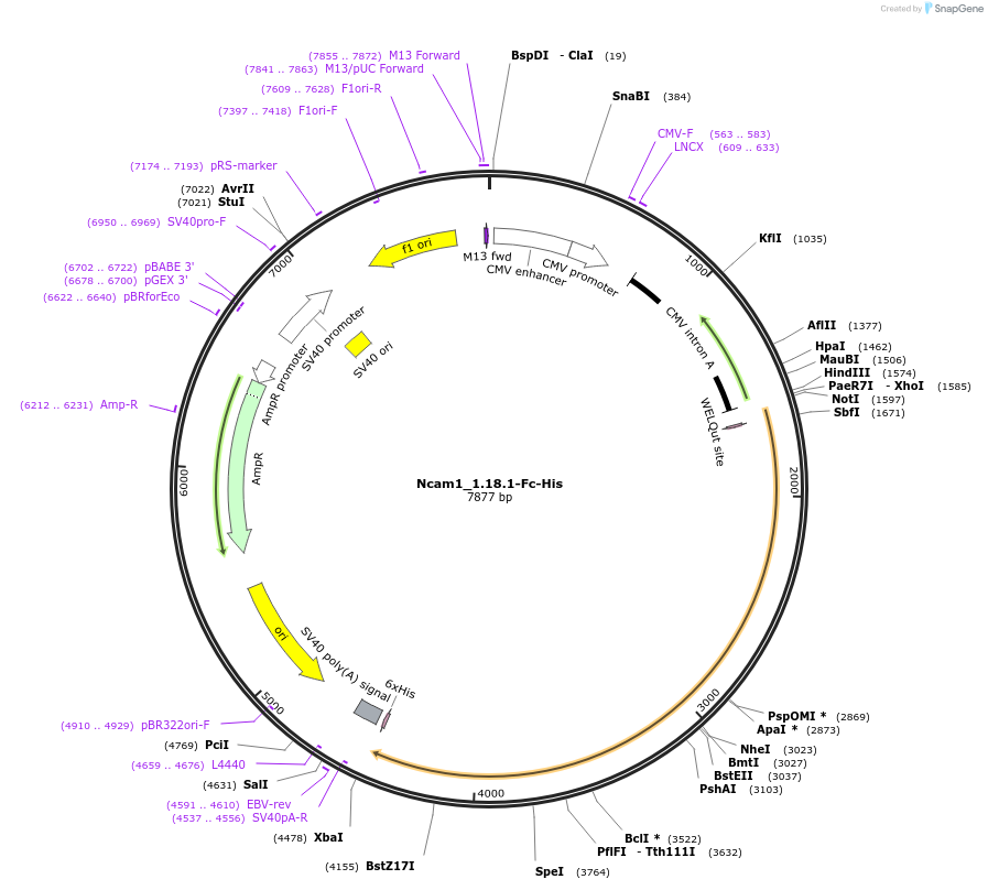 72088-plasmid-map-sequence-id-131274