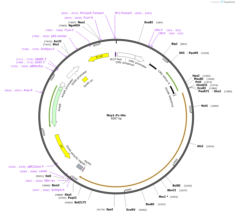 72097-plasmid-map-sequence-id-131283