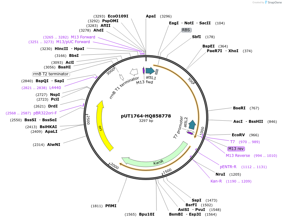 27860-plasmid-map-sequence-id-13134