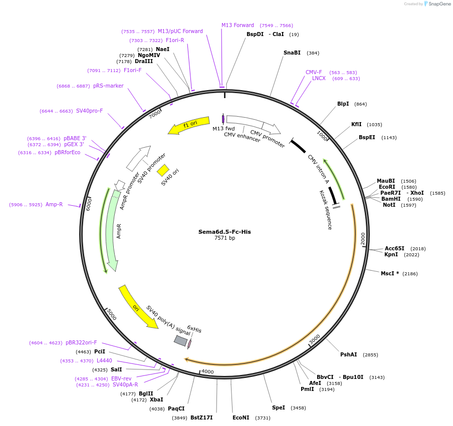 72171-plasmid-map-sequence-id-131357