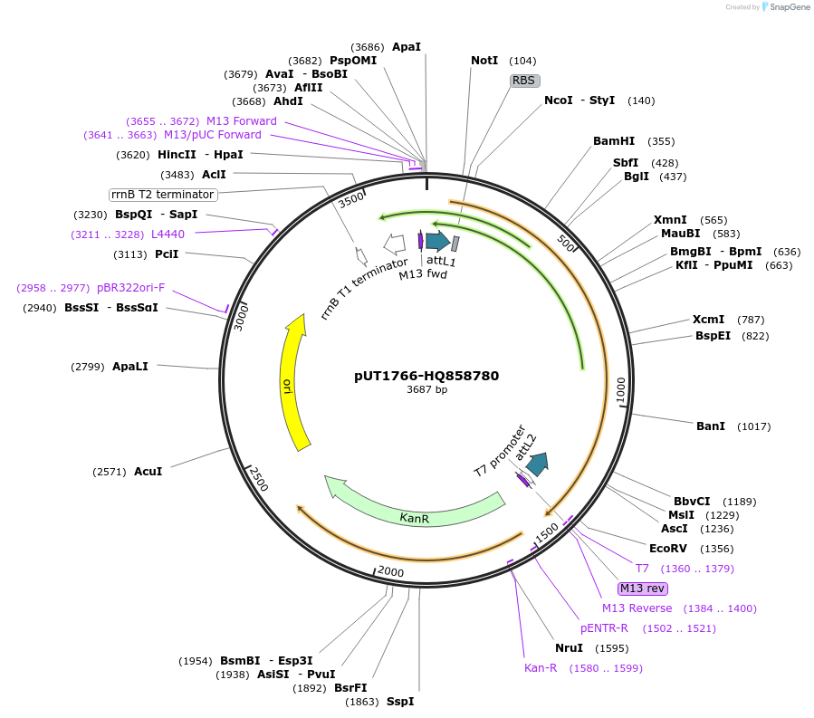 27862-plasmid-map-sequence-id-13136