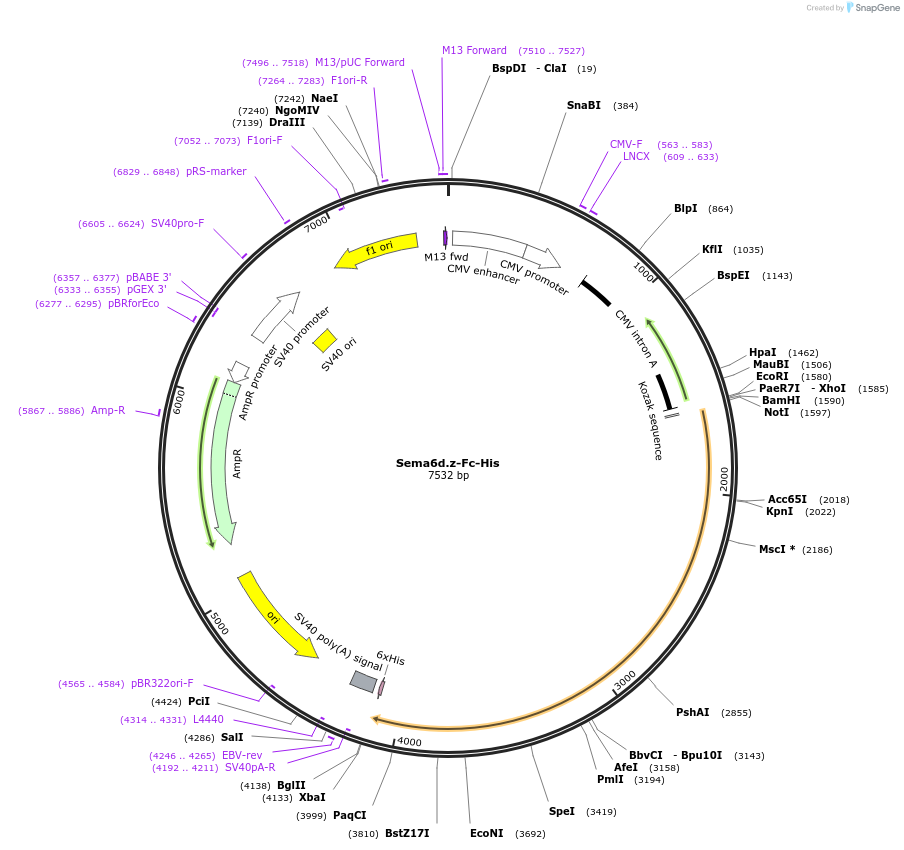 72174-plasmid-map-sequence-id-131360