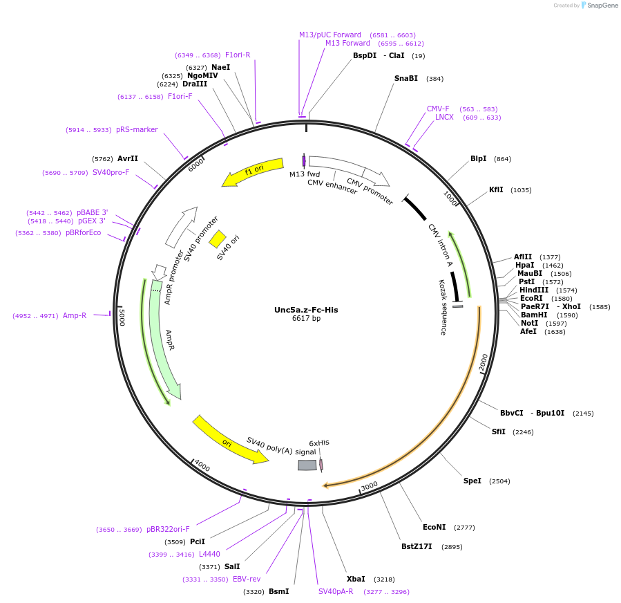 72177-plasmid-map-sequence-id-131363