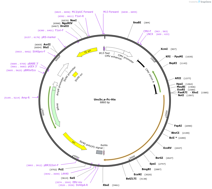 72180-plasmid-map-sequence-id-131366