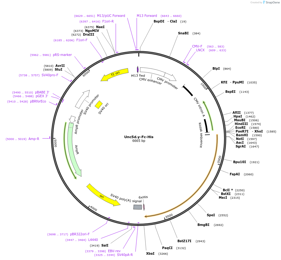 72184-plasmid-map-sequence-id-131370