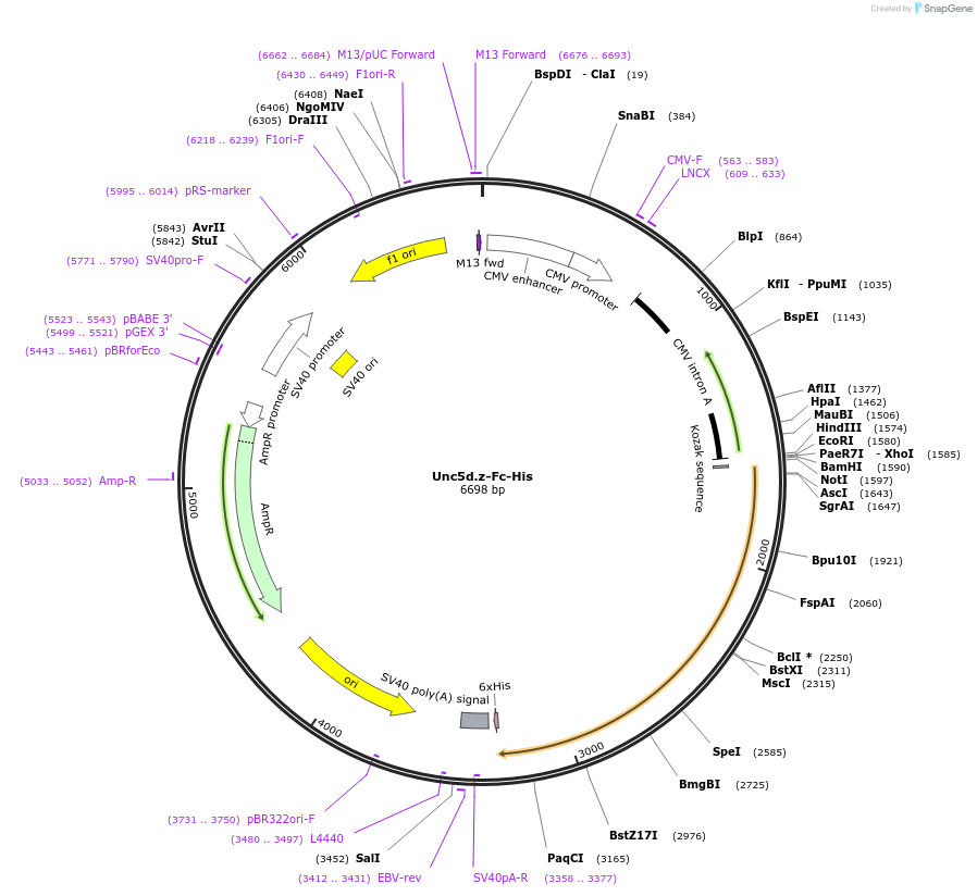 72185-plasmid-map-sequence-id-131371