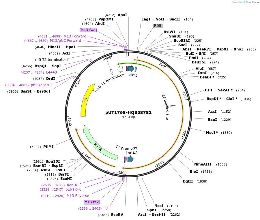 27864-plasmid-map-sequence-id-13138