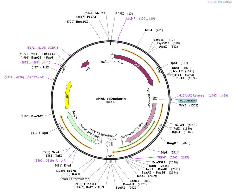 72200-plasmid-map-sequence-id-131394