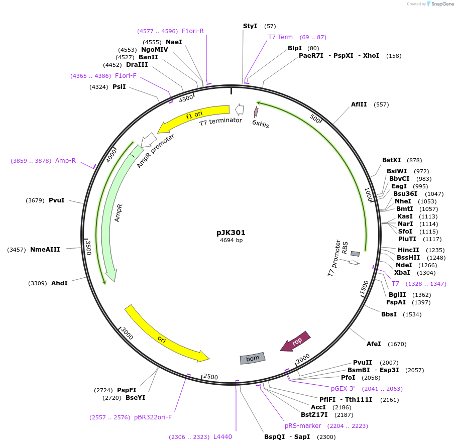 71555-plasmid-map-sequence-id-131414