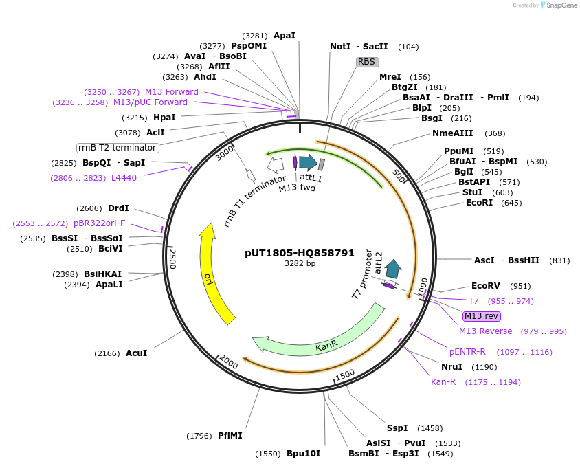 27873-plasmid-map-sequence-id-13147
