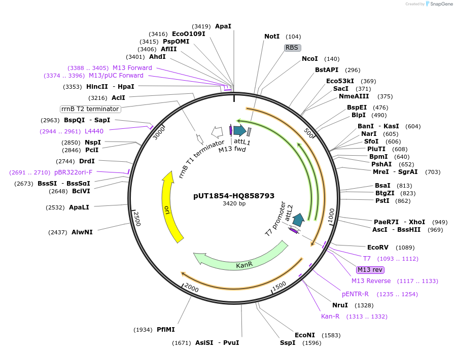 27875-plasmid-map-sequence-id-13149