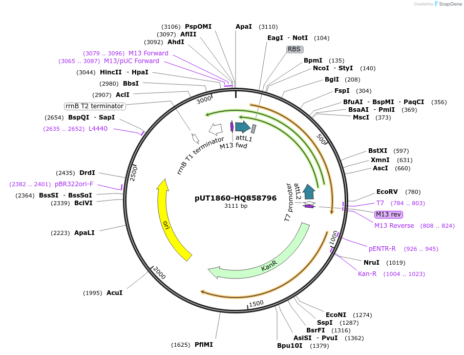 27878-plasmid-map-sequence-id-13152