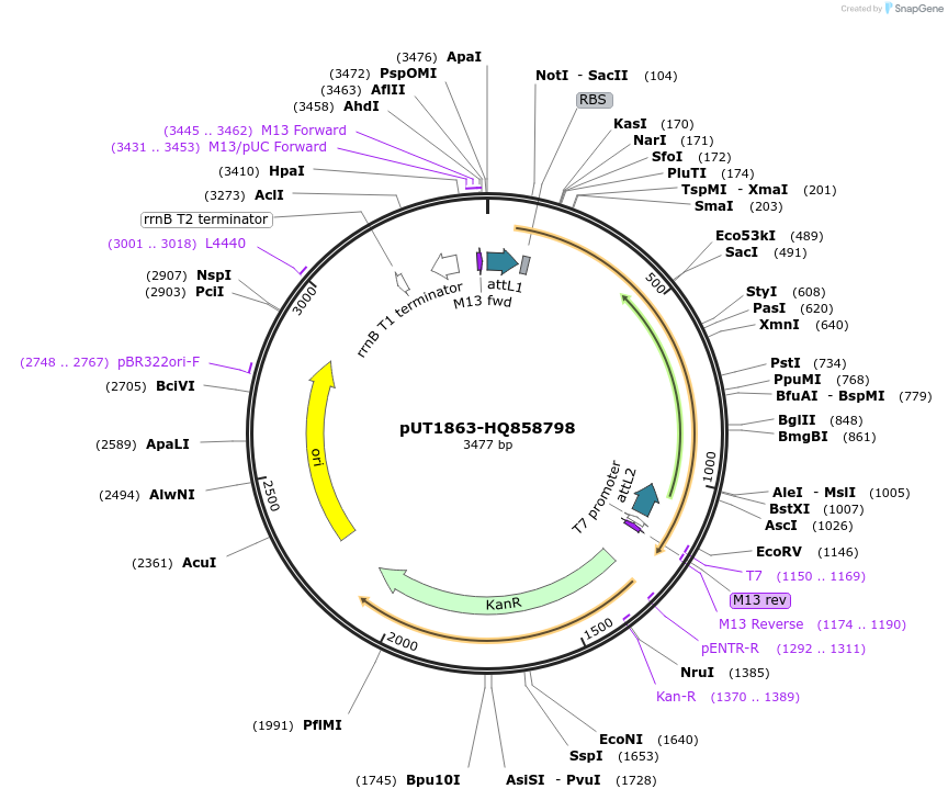 27880-plasmid-map-sequence-id-13154