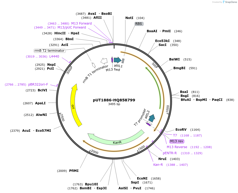 27881-plasmid-map-sequence-id-13155