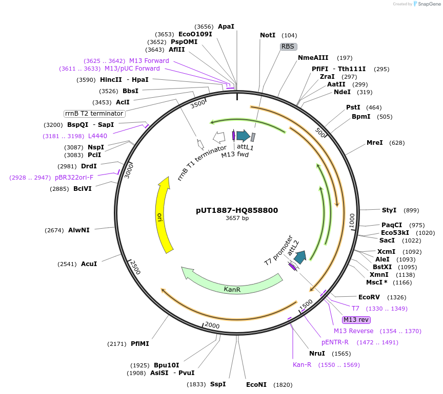 27882-plasmid-map-sequence-id-13156