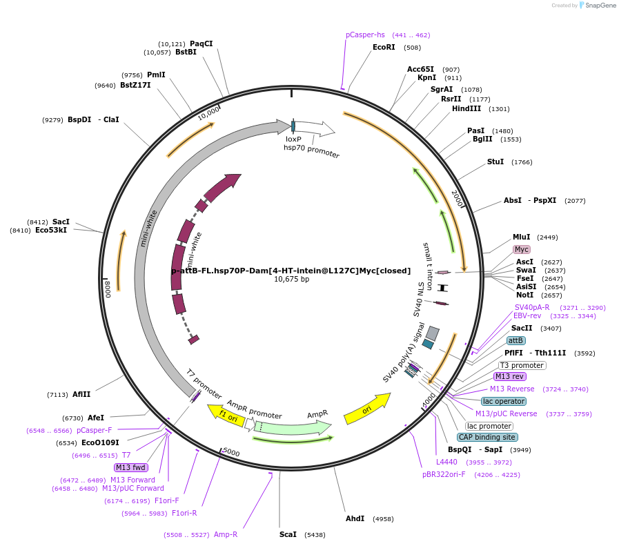 71806-plasmid-map-sequence-id-131619