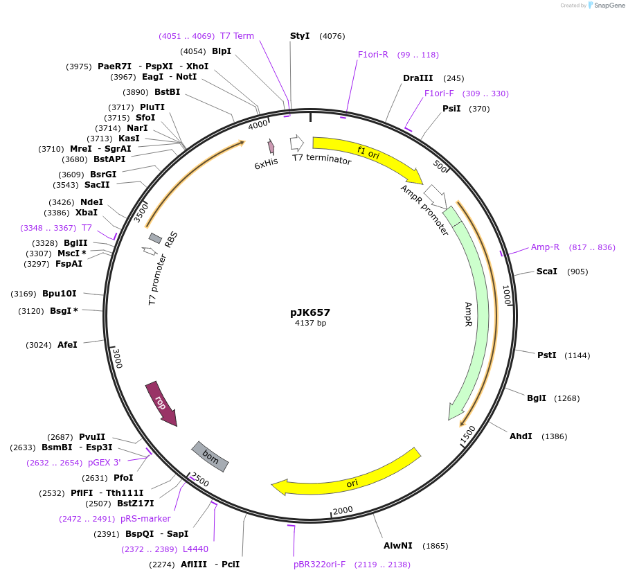71647-plasmid-map-sequence-id-131642