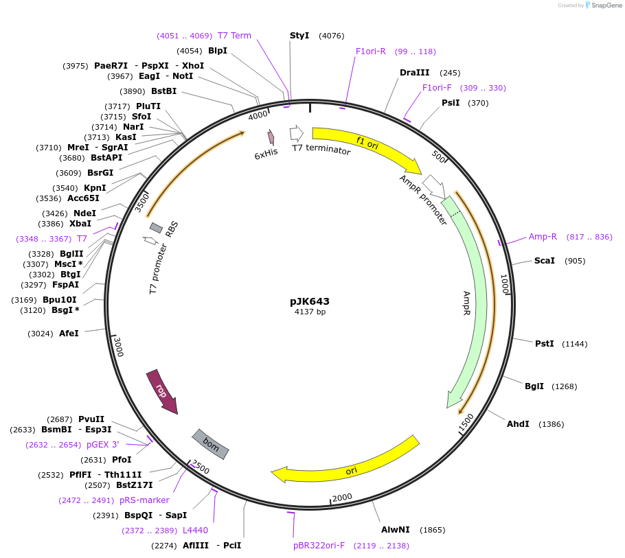 71628-plasmid-map-sequence-id-131647
