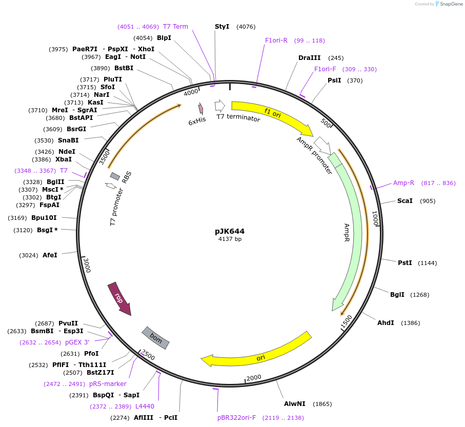 71629-plasmid-map-sequence-id-131648