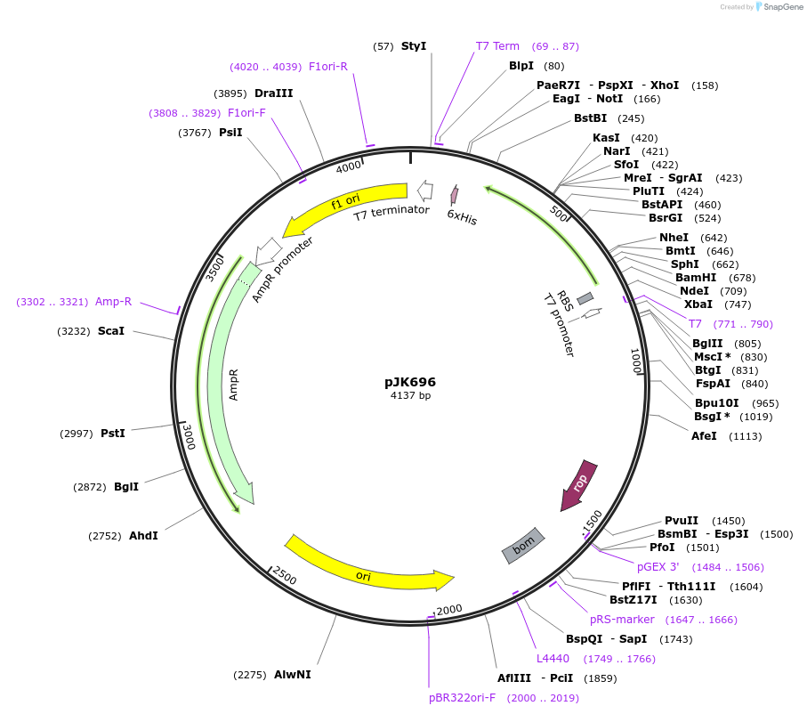 71645-plasmid-map-sequence-id-131666
