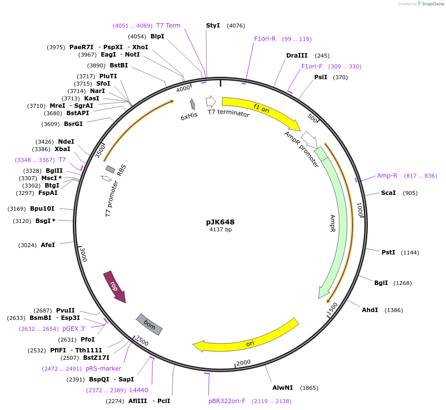 71611-plasmid-map-sequence-id-131688