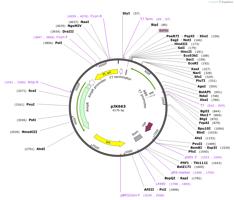 71612-plasmid-map-sequence-id-131690