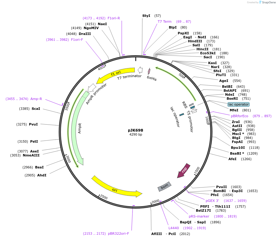 71616-plasmid-map-sequence-id-131697