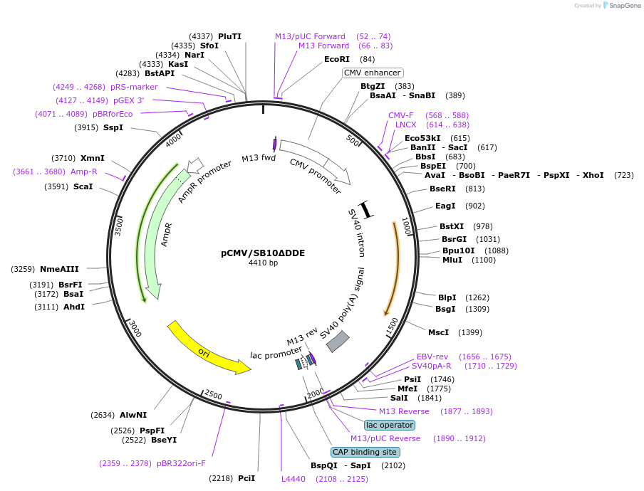 24552-plasmid-map-sequence-id-131712