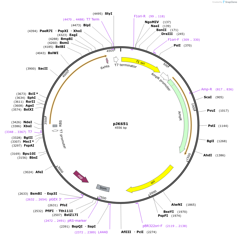 71702-plasmid-map-sequence-id-131727