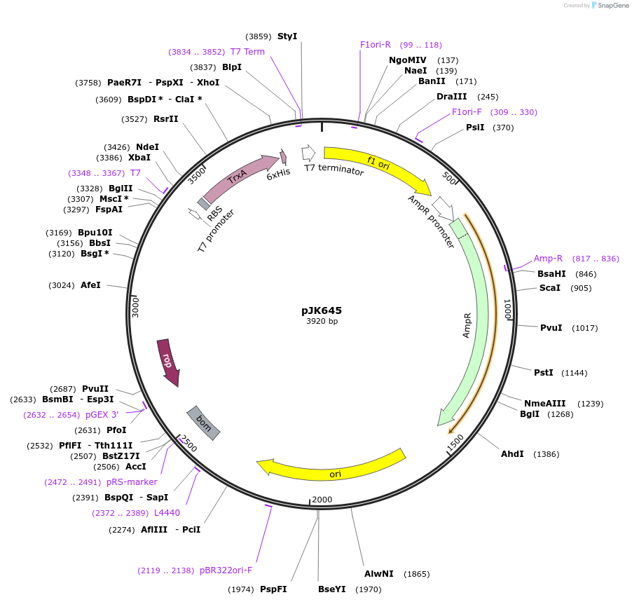 71700-plasmid-map-sequence-id-131737