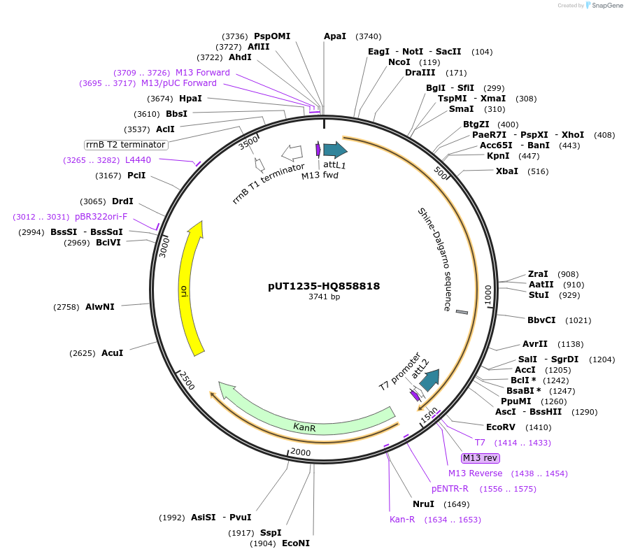 27900-plasmid-map-sequence-id-13174
