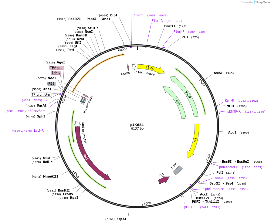 72271-plasmid-map-sequence-id-131742