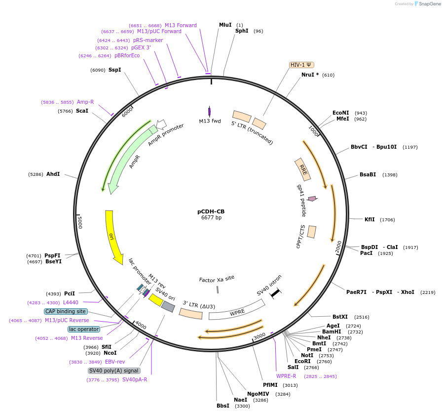 72267-plasmid-map-sequence-id-131747