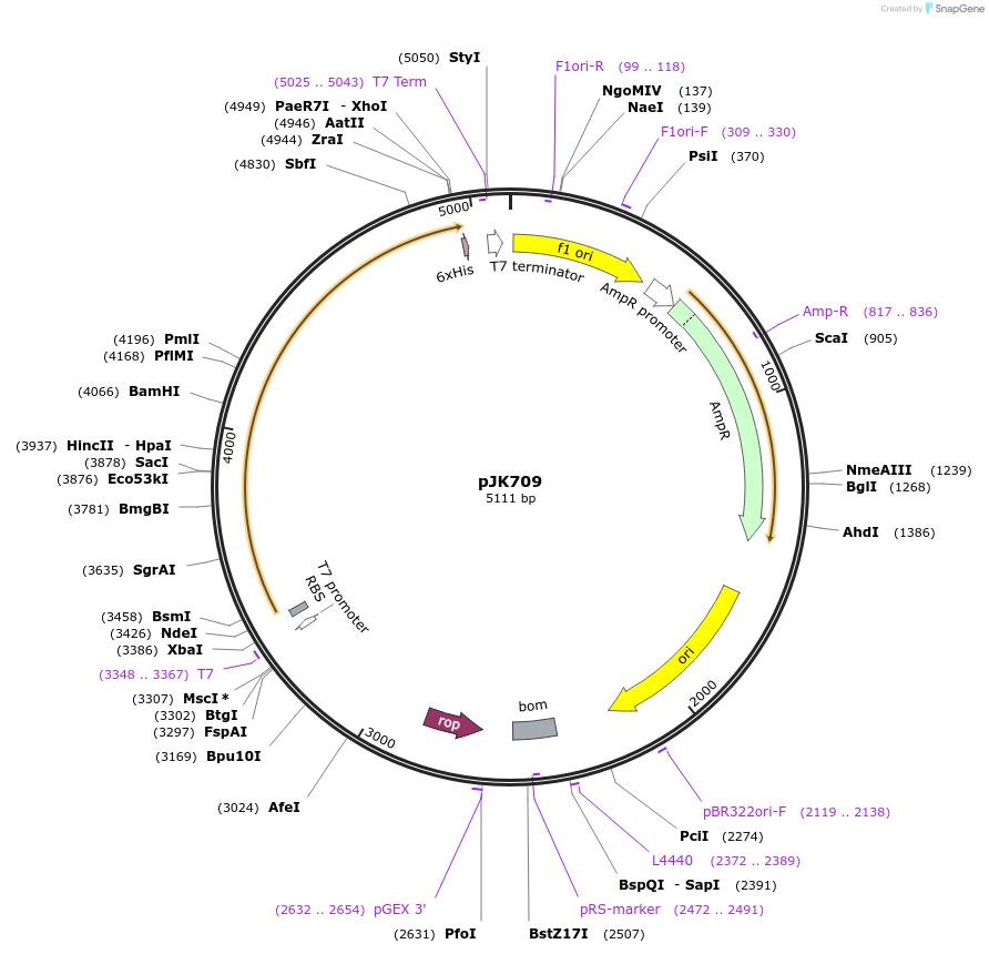 72272-plasmid-map-sequence-id-131753