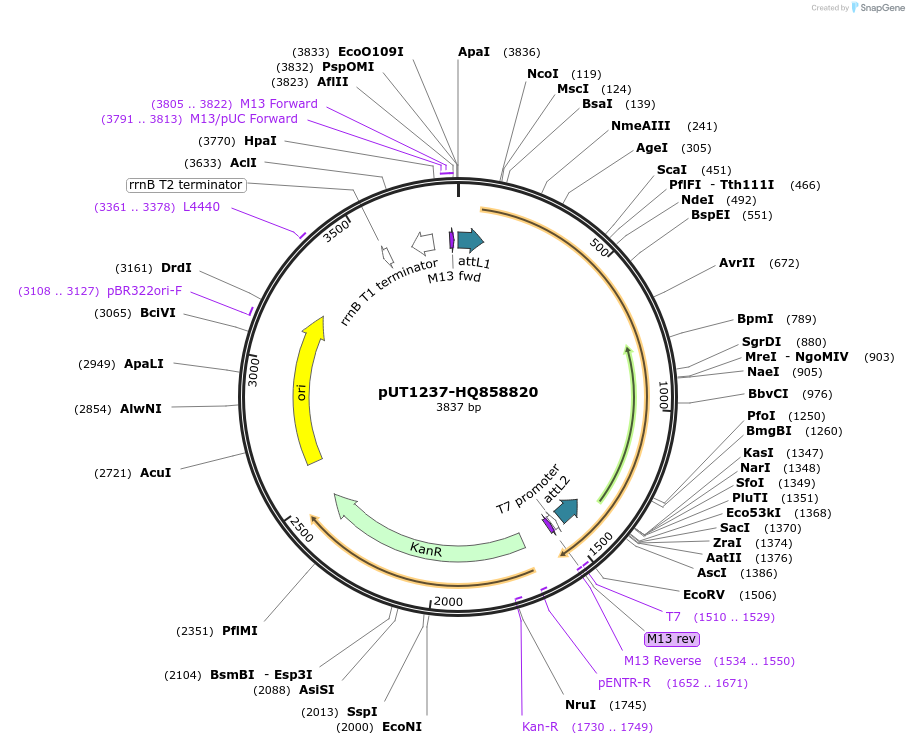 27902-plasmid-map-sequence-id-13176