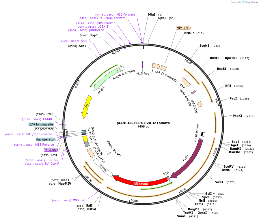 72259-plasmid-map-sequence-id-131837