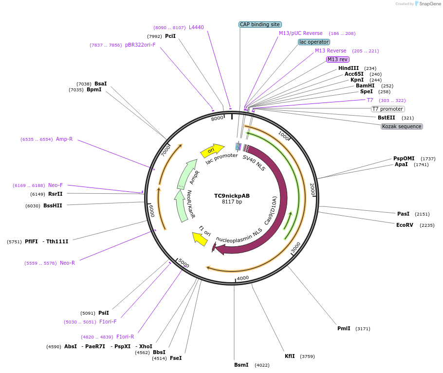 71311-plasmid-map-sequence-id-131863