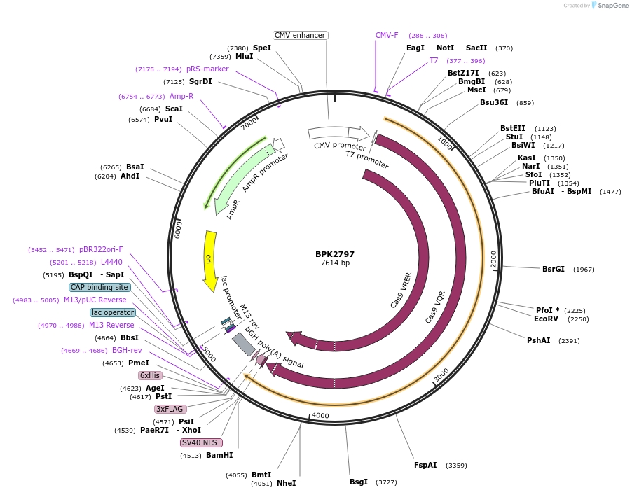 72251-plasmid-map-sequence-id-131872