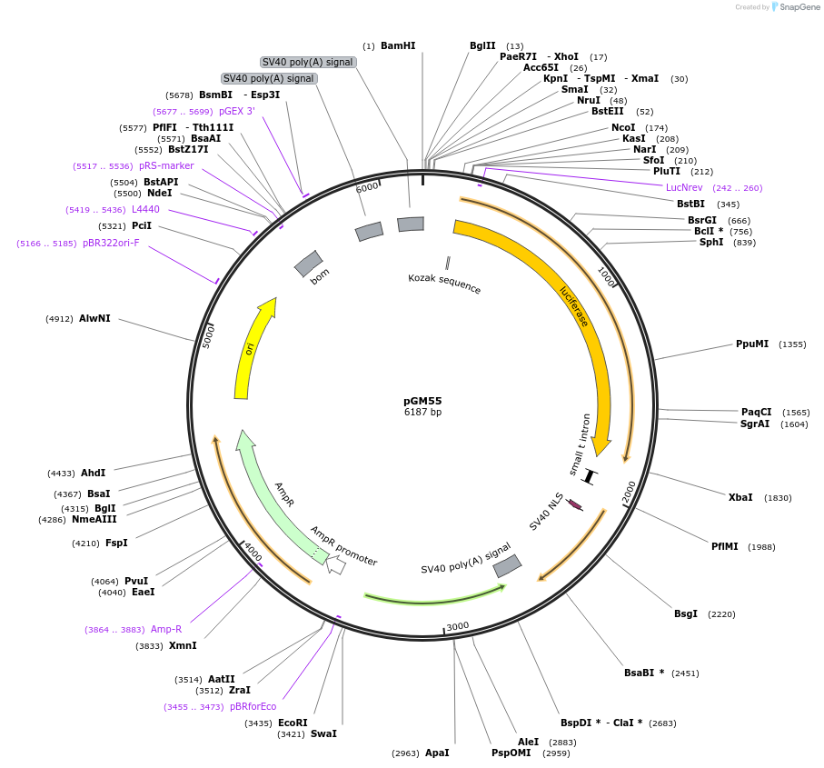 71249-plasmid-map-sequence-id-131890