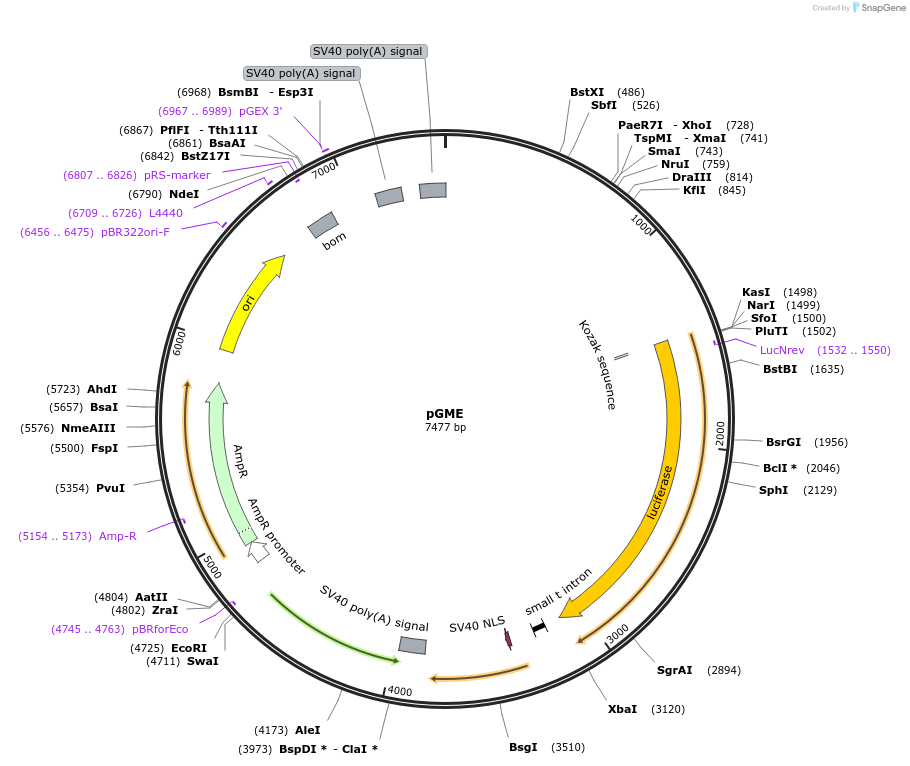 71252-plasmid-map-sequence-id-131892