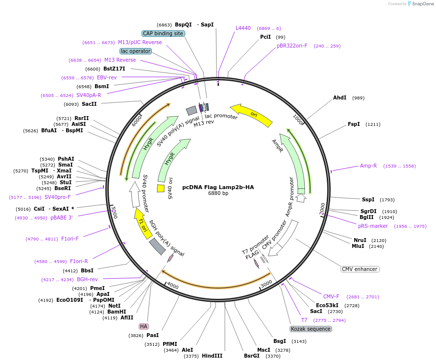 71292-plasmid-map-sequence-id-131923