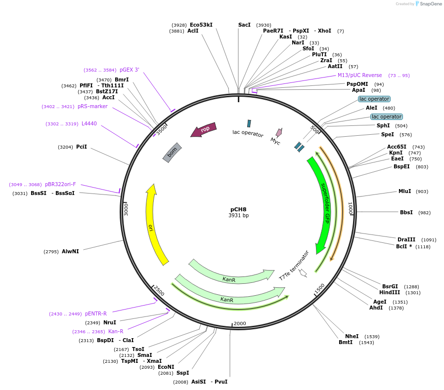 72306-plasmid-map-sequence-id-131941