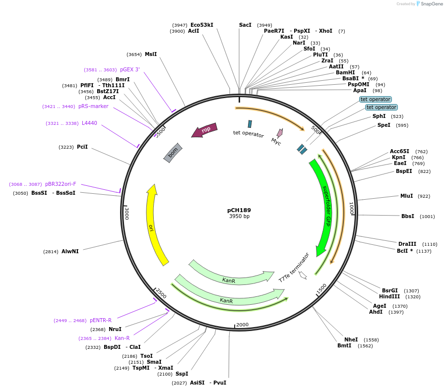 72321-plasmid-map-sequence-id-131951